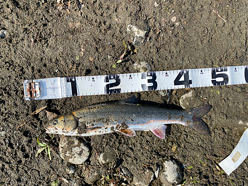 マルタウグイの釣果