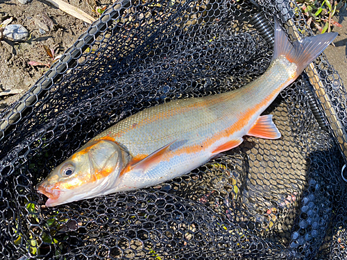 マルタウグイの釣果