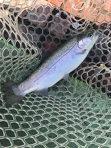 ニジマスの釣果