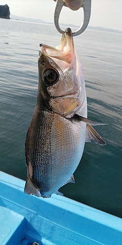 セイゴ（ヒラスズキ）の釣果