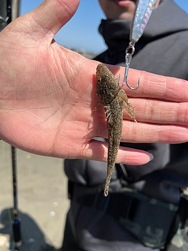 シタビラメの釣果