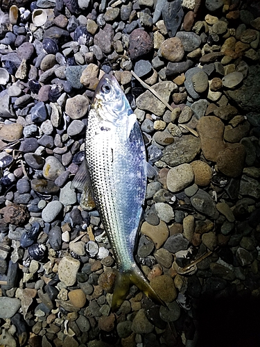 コノシロの釣果