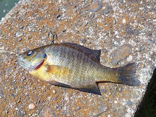 ブルーギルの釣果