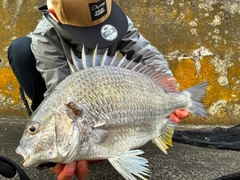 チヌの釣果