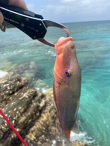 マルクチヒメジの釣果