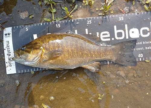 スモールマウスバスの釣果