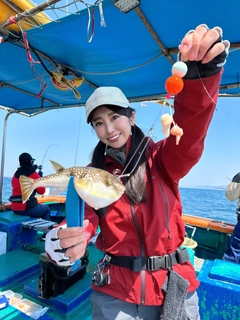 ショウサイフグの釣果