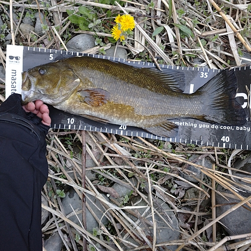 スモールマウスバスの釣果