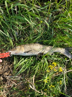 ニゴイの釣果