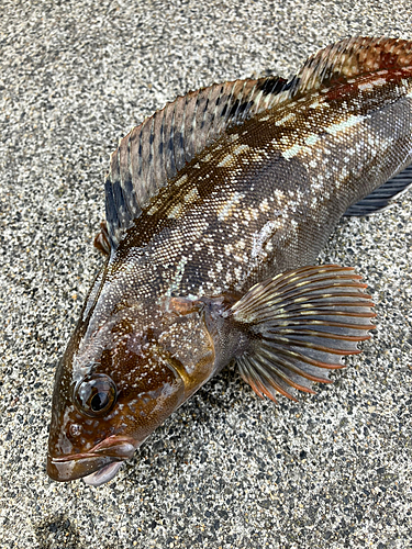 アイナメの釣果