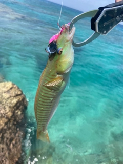 キュウセンの釣果