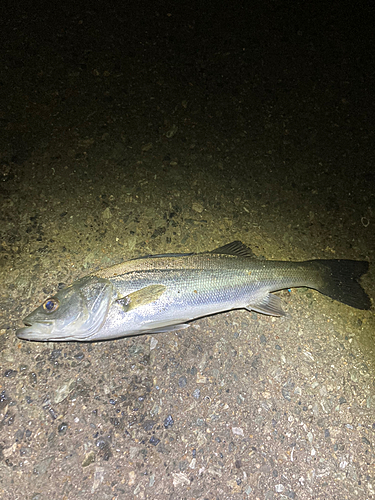 セイゴ（マルスズキ）の釣果