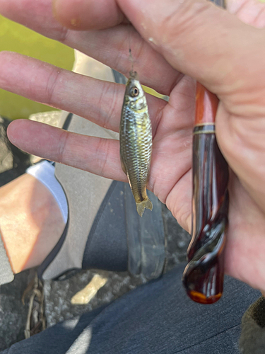 モツゴの釣果