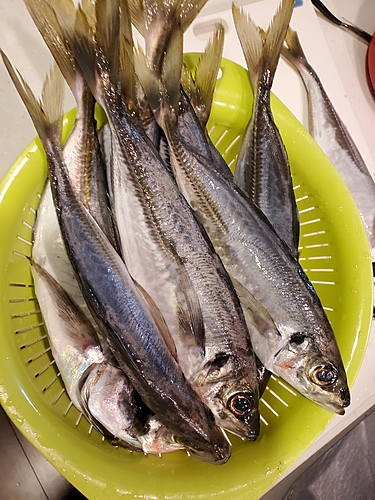 アジの釣果