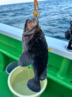 マゾイの釣果