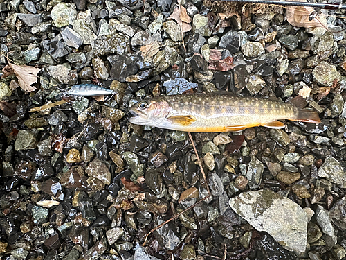 イワナの釣果