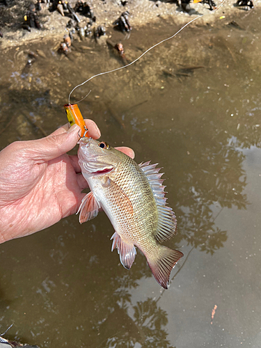 マングローブジャックの釣果