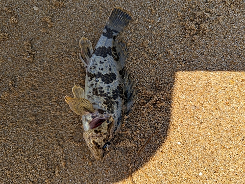 タケノコメバルの釣果