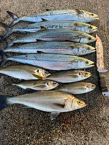 サゴシの釣果