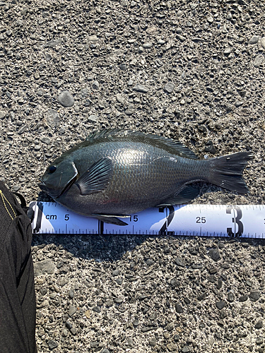 メジナの釣果