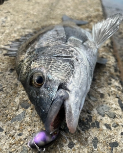 クロダイの釣果