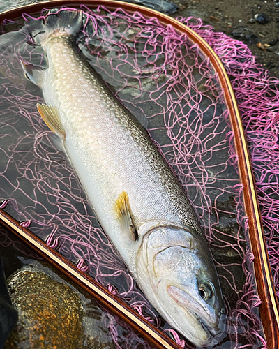 アメマスの釣果