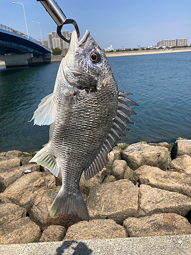 キビレの釣果