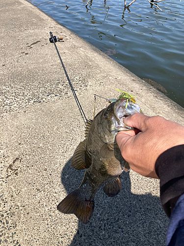 スモールマウスバスの釣果