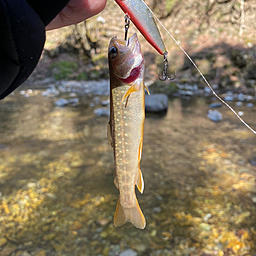 イワナ