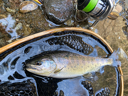 ヤマメの釣果