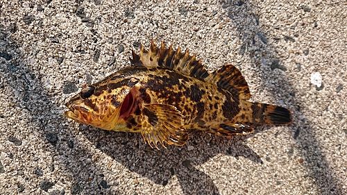 タケノコメバルの釣果