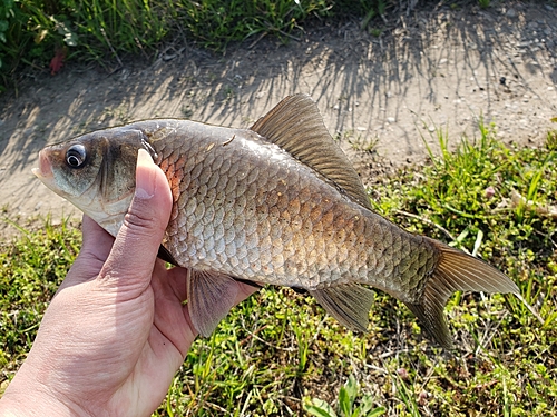 マブナの釣果