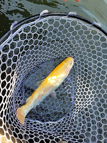 レインボートラウトの釣果