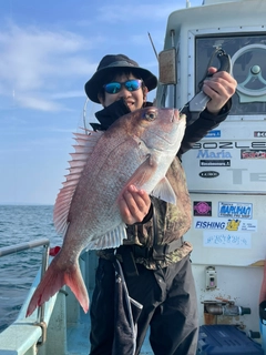 マダイの釣果