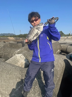 チヌの釣果