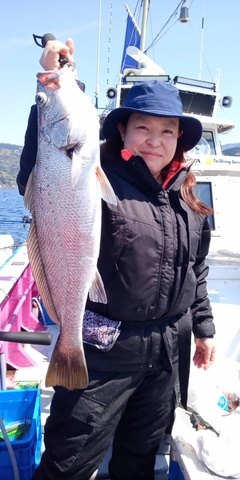 オオニベの釣果