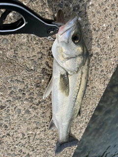 フッコ（マルスズキ）の釣果