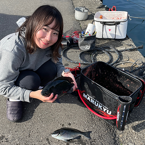 グレの釣果