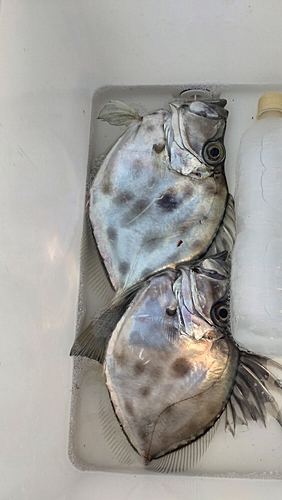 カガミダイの釣果