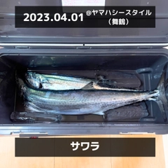 サワラの釣果