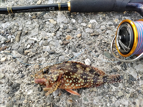 カサゴの釣果