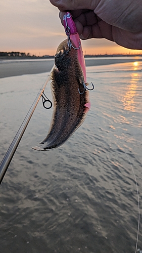 シタビラメの釣果