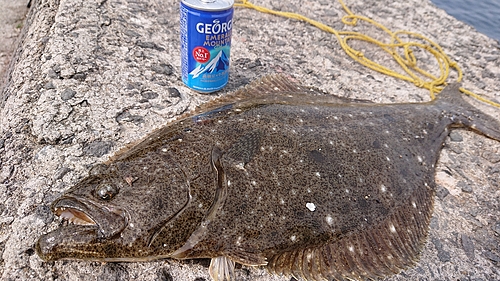 ヒラメの釣果