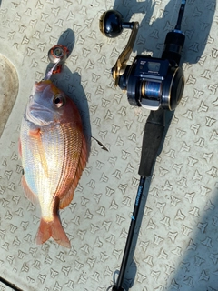 レンコダイの釣果