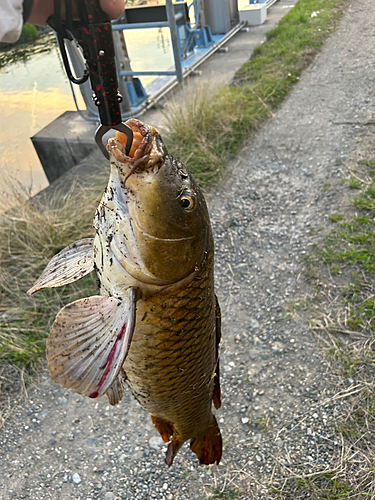 コイの釣果