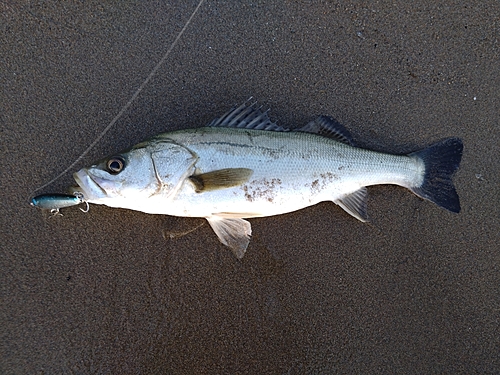 セイゴ（マルスズキ）の釣果