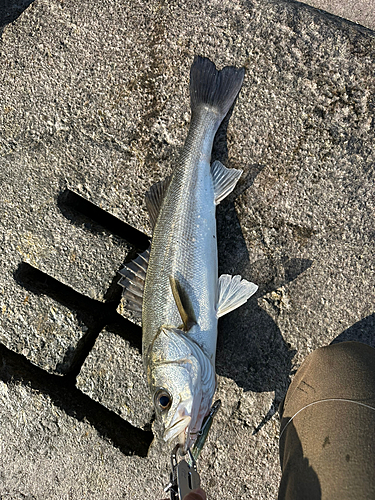 スズキの釣果