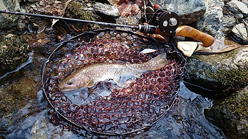 イワナの釣果