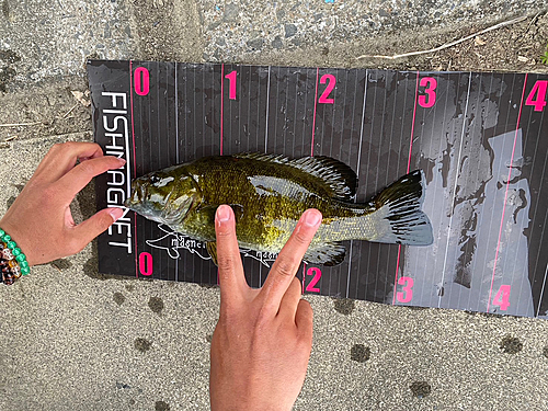 スモールマウスバスの釣果