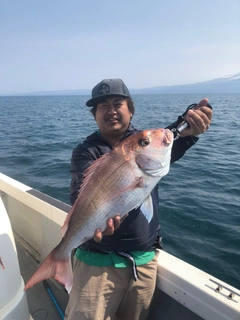 マダイの釣果
